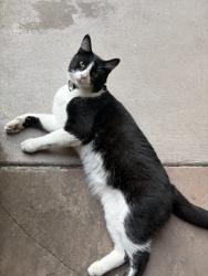 Reunited Unknown Cat last seen Near San Carlos Ave, San Carlos, CA 94070