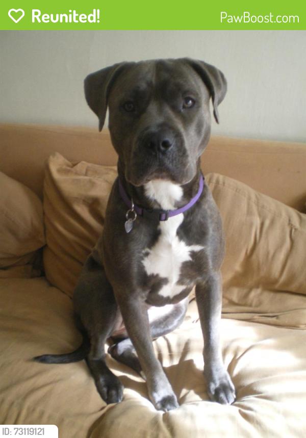 Reunited Female Dog last seen union and 28th st oakland, Oakland, CA 94607