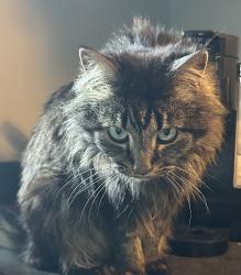 Reunited Male Cat last seen Route 45, Salem, OH 44460