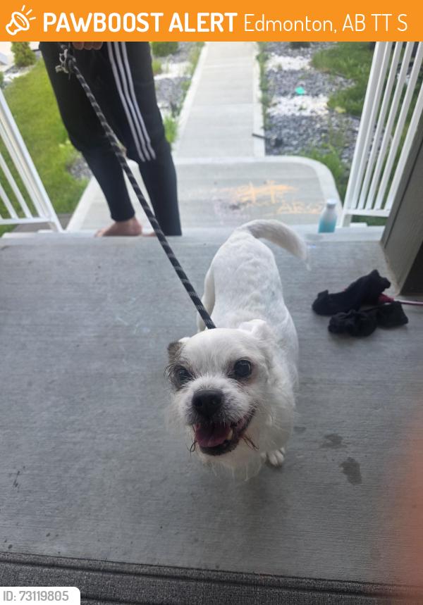 Found/Stray Male Dog last seen Maple street, Edmonton, AB T6T 2S9