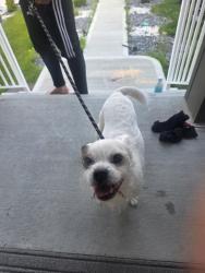 Found/Stray Male Dog last seen Maple street, Edmonton, AB T6T 2S9