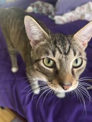 Lost Male Cat last seen Hickory and Smith Ave , Joliet, IL 60435