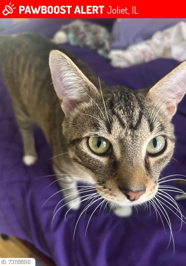 Lost Male Cat last seen Hickory and Smith Ave , Joliet, IL 60435