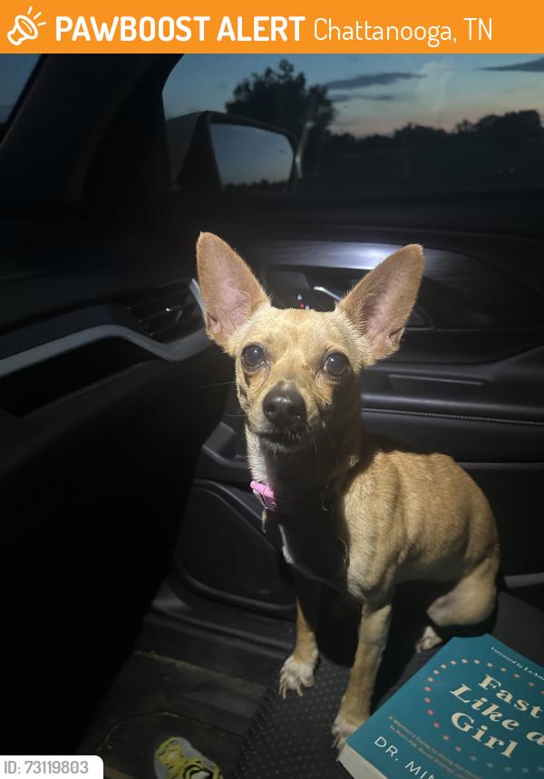 Found/Stray Female Dog last seen Dodson Ave & Citico Ave near Prospect Baptist Church, Chattanooga, TN 37404