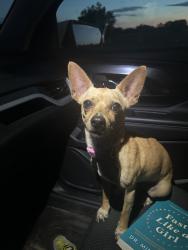 Found/Stray Female Dog last seen Dodson Ave & Citico Ave near Prospect Baptist Church, Chattanooga, TN 37404