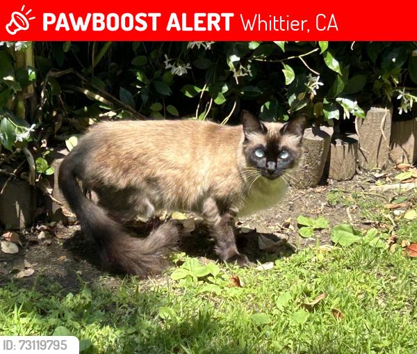 Lost Female Cat last seen Theis Ave, Whittier, CA 90604