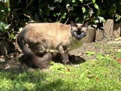 Lost Female Cat last seen Theis Ave, Whittier, CA 90604