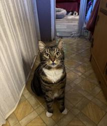 Lost Male Cat last seen Lost Lake Camano Island, Camano, WA 98282