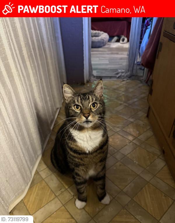 Lost Male Cat last seen Lost Lake Camano Island, Camano, WA 98282