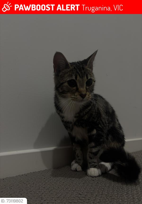 Lost Female Cat last seen Morris Street Truganina, Truganina, VIC 3029