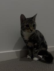Lost Female Cat last seen Morris Street Truganina, Truganina, VIC 3029