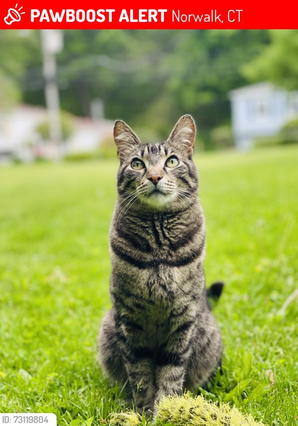 Lost Male Cat last seen Eleanor lane & Maher drive & ponus ave , Norwalk, CT 06850