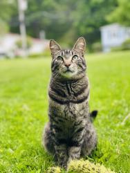 Lost Male Cat last seen Eleanor lane & Maher drive & ponus ave , Norwalk, CT 06850