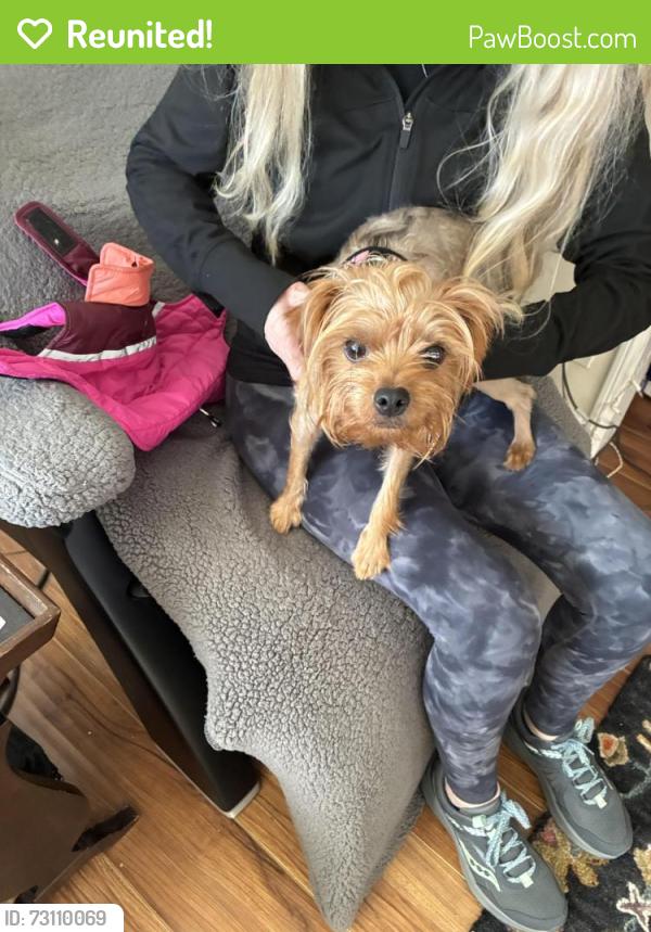 Reunited Female Dog last seen 38th st, Newport Beach, CA 92663