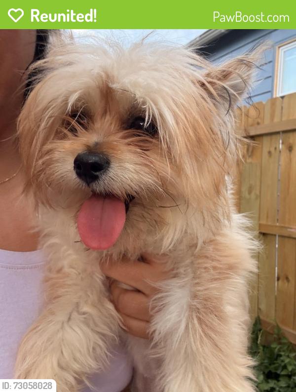 Reunited Female Dog last seen Hayes bilingual school, Milwaukee, WI 53204