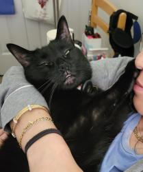 Lost Male Cat last seen Cottonwood Knoll/Edinbourough, West Bloomfield Township, MI 48322