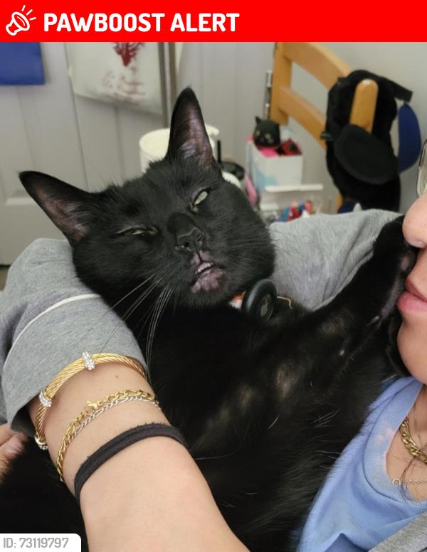 Lost Male Cat last seen Cottonwood Knoll/Edinbourough, West Bloomfield Township, MI 48322