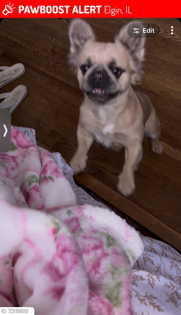 Lost Female Dog last seen Morgan and Wilcox, Elgin, IL 60123
