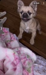 Lost Female Dog last seen Morgan and Wilcox, Elgin, IL 60123
