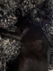 Lost Female Cat last seen Juniper Ave, Walnut Ave, Wayne Ruble Middle school in fontana, Fontana, CA 92336