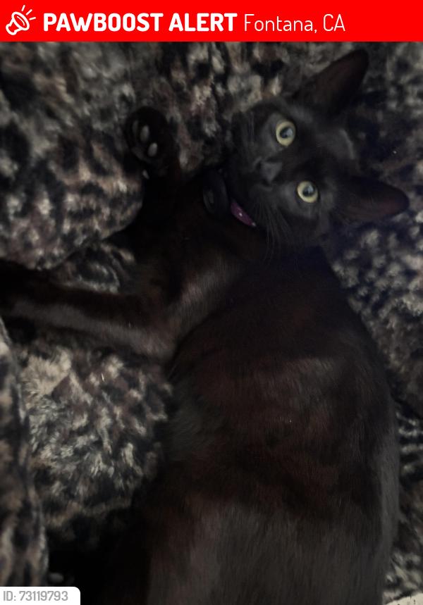 Lost Female Cat last seen Juniper Ave, Walnut Ave, Wayne Ruble Middle school in fontana, Fontana, CA 92336
