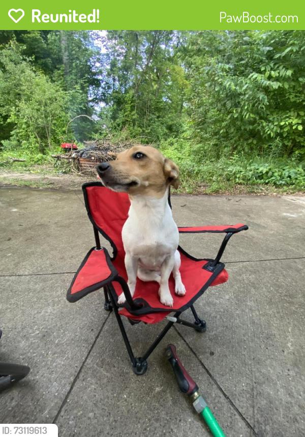 Reunited Female Dog last seen Brookview dr, Brighton, MI 48116