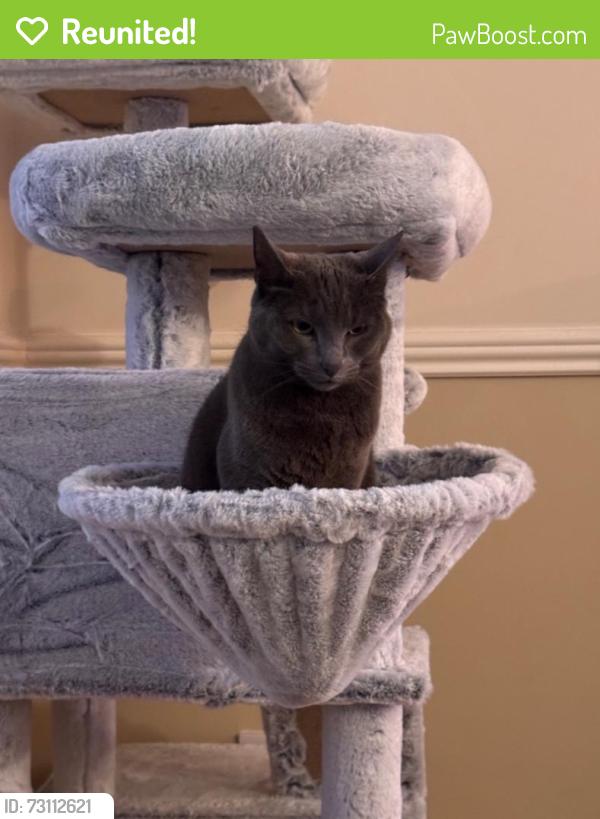 Reunited Female Cat last seen Chain Lane, St Helens, England 