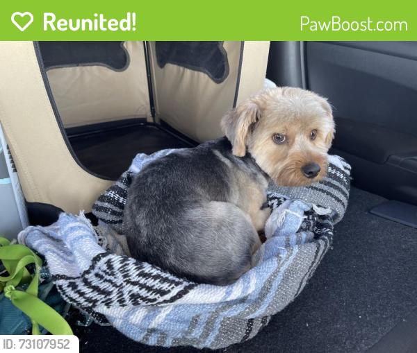 Reunited Male Dog last seen Cooks Lane & Meadowbrook Dr, Fort Worth, TX 76112