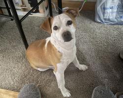 Reunited Male Dog last seen White spot low back, Odessa, TX 79764