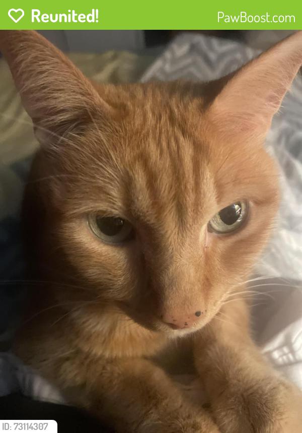 Reunited Male Cat last seen NE 115th St & 32nd Ave NE, Seattle, WA 98125