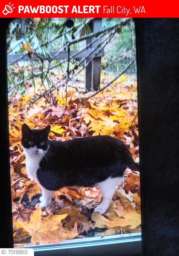 Lost Female Cat last seen Fall City wa 98024, Fall City, WA 98024
