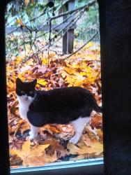 Lost Female Cat last seen Fall City wa 98024, Fall City, WA 98024