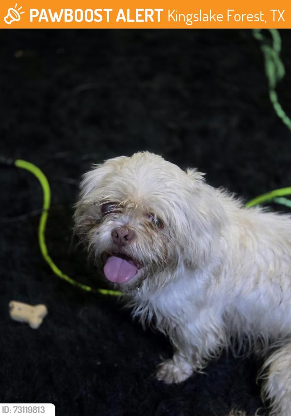 Found/Stray Male Dog last seen Dollar General, Kingslake Forest, TX 77044