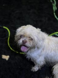 Found/Stray Male Dog last seen Dollar General, Kingslake Forest, TX 77044