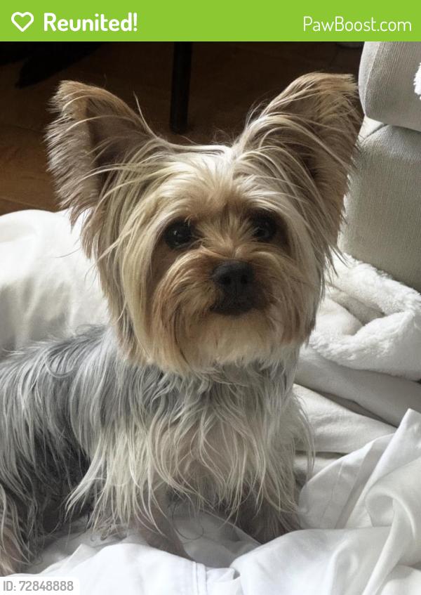 Reunited Female Dog last seen 140th Street and Truro Ave, Hawthorne, CA 90260