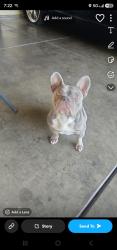 Reunited Male Dog last seen M street, Merced, CA 95341
