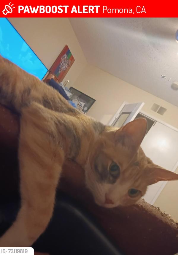 Lost Female Cat last seen Garey and Whitney, Pomona, CA 91767