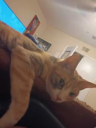 Lost Female Cat last seen Garey and Whitney, Pomona, CA 91767