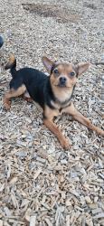 Reunited Male Dog last seen Bacarra lane apmt, Raleigh, NC 27606