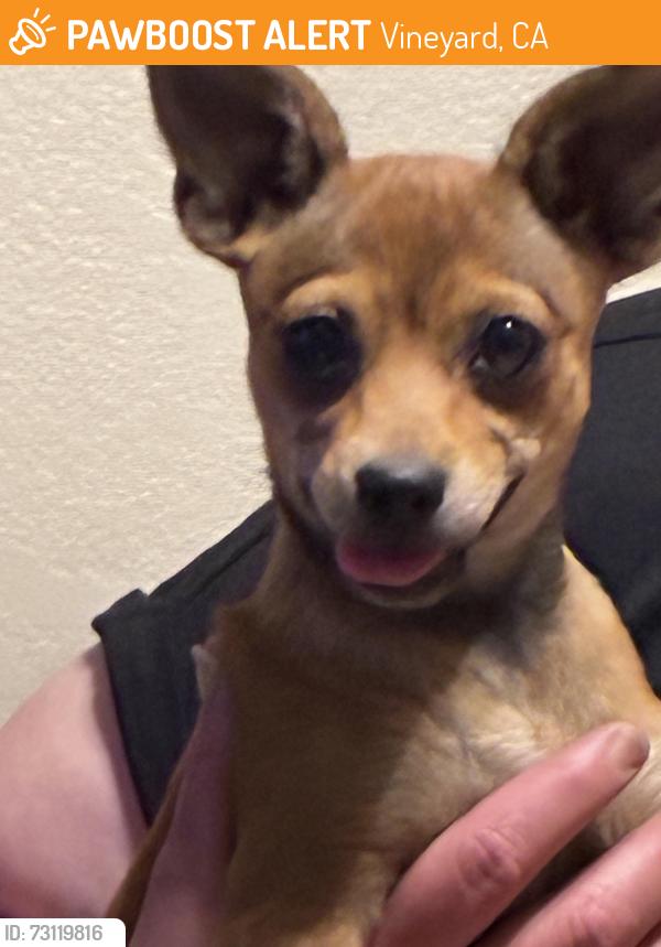 Found/Stray Female Dog last seen Bradshaw and Calvine, Vineyard, CA 95829