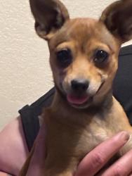 Found/Stray Female Dog last seen Bradshaw and Calvine, Vineyard, CA 95829