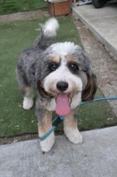 Reunited Female Dog last seen 17th Avenue Redwood City, Redwood City, CA 94063