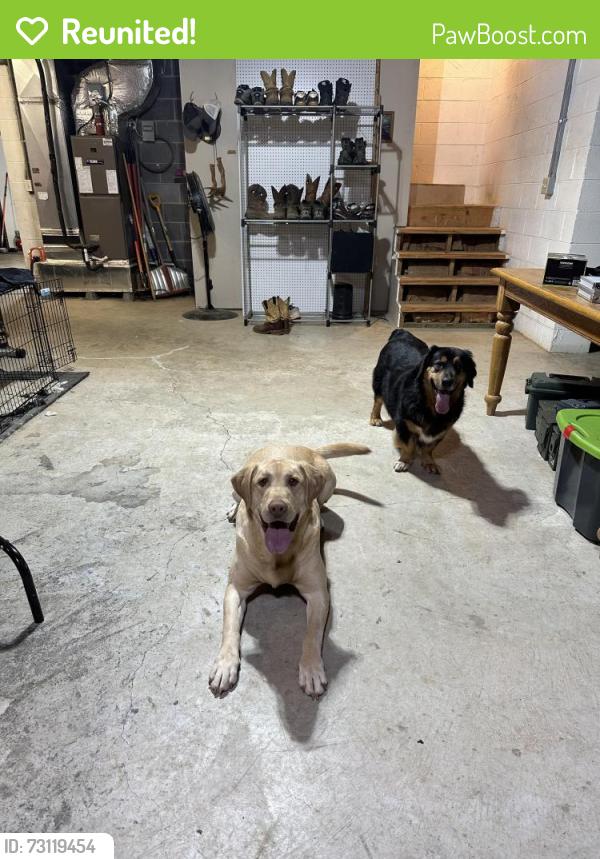 Reunited Male Dog last seen Silvergrove Rd, Bluff City, TN 37618