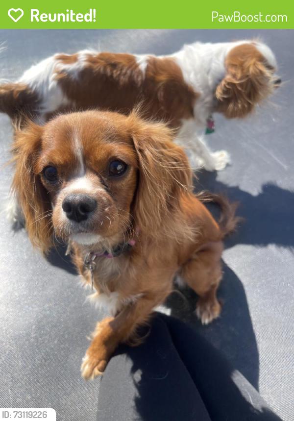 Reunited Female Dog last seen Near Byrd Rd, Riviera Beach, MD 21122, USA, Riviera Beach, MD 21122