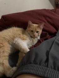 Reunited Male Cat last seen Bruton and Prairie creek rd 75217, Dallas, TX 75217