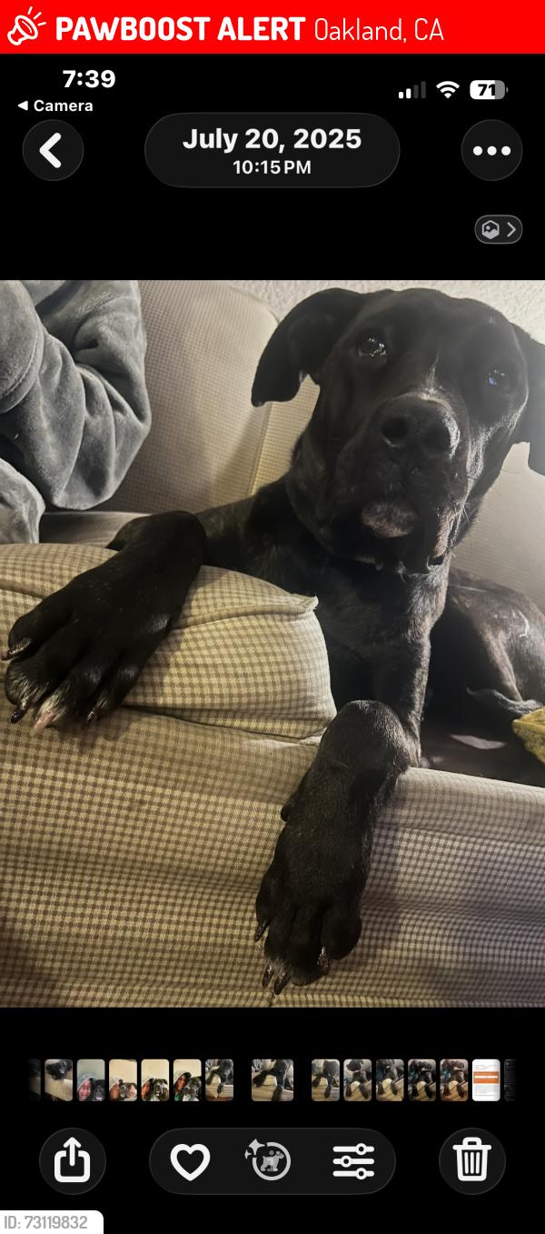 Lost Female Dog last seen Sanleandro, Oakland, CA 94603