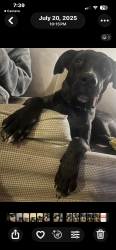 Lost Female Dog last seen Sanleandro, Oakland, CA 94603