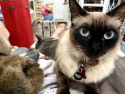 Reunited Female Cat last seen Valley view and cornishcrest, Whittier, CA 90604