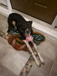 Reunited Unknown Dog last seen Acorn st, Palm Bay, FL 32909