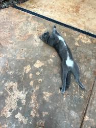 Found/Stray Unknown Cat last seen Pebble Beach Road and Kali Place, Rocklin, CA 95765